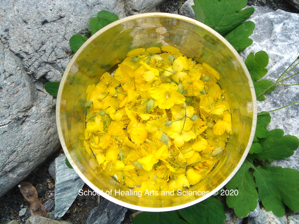 フラワーエッセンスは希釈するほど強力になるか？　なぜ花からエッセンスを作るのか？